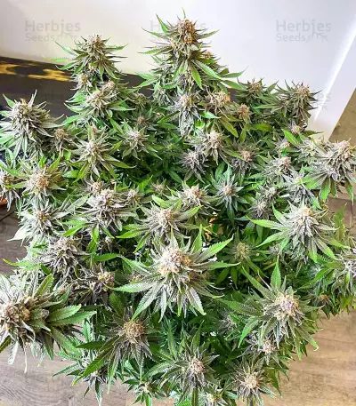 Grandaddy Banner feminisierte Samen (AlphaFem Seeds)