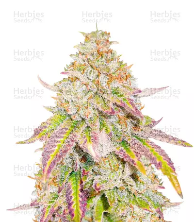 Grandaddy Banner feminisierte Samen (AlphaFem Seeds)