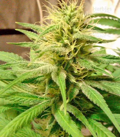 Hubble Bubble (Mandala seeds) Cannabis-Samen