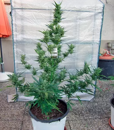 PolarLight #3 Auto (Dutch Passion) Cannabis-Samen