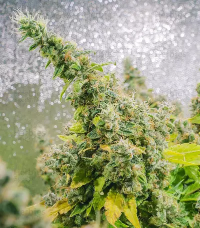 Purple Haze 1 (Positronics Seeds) Cannabis-Samen