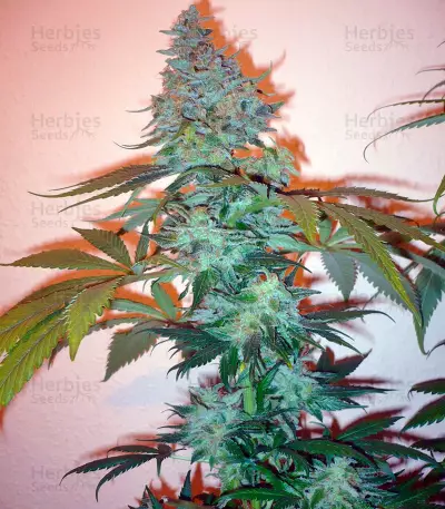 Sensi Star (Paradise Seeds) Cannabis-Samen