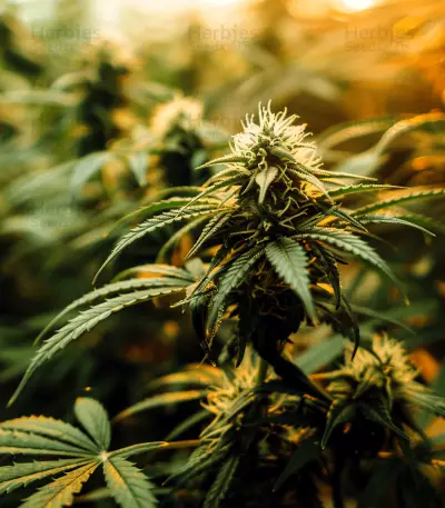 Sour Diesel feminisierte Samen (Seedstockers)
