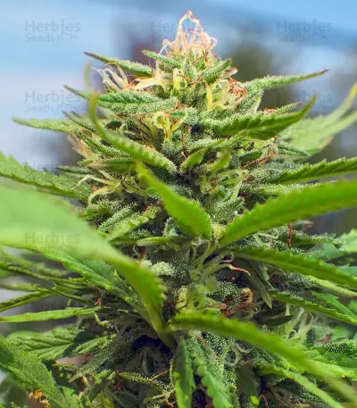 Bahia Black Head (K.C. Brains Seeds) Cannabis-Samen
