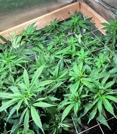 Banana Sherbet feminisiertes Saatgut