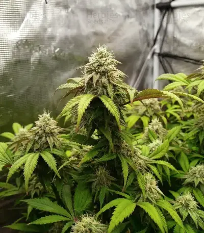 Bubblehead 13 (Big Head Seeds) Cannabis-Samen