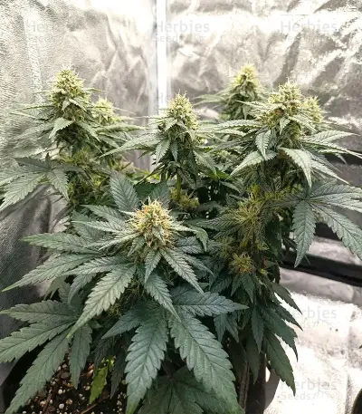 Colorene Kush (Cali Connection Seeds)