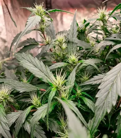 Copacabana Auto (Flash Seeds)