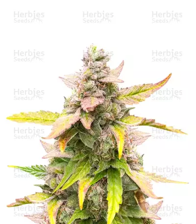 Cristal Limit (K.C. Brains Seeds)