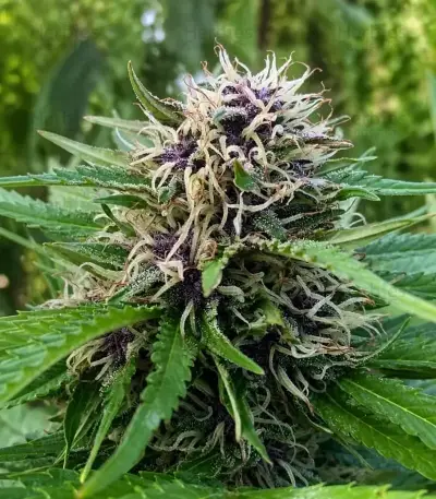 Durban Poison (Barney's Farm)