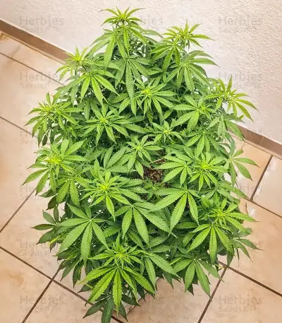 Godzilla Jealousy (Herbies Seeds)