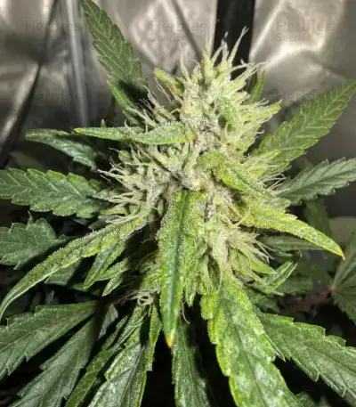 Mango Cherry Runtz Auto (Fast Buds)