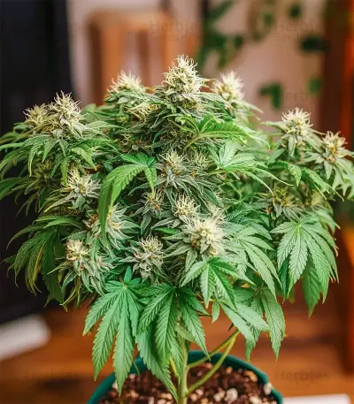 Northern Flame (Secret Valley Seeds) Cannabis-Samen