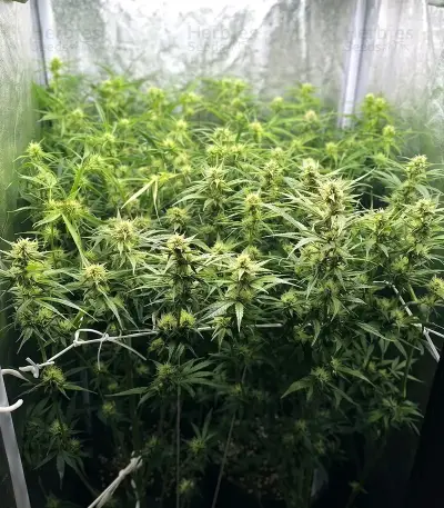 Panama Haze Regular (Ace Seeds)