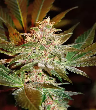 Pure Kush (Original Sensible Seeds) Cannabis-Samen