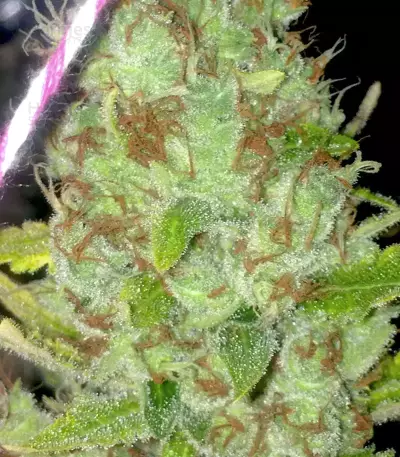 Purple Haze (G13 Labs) Cannabis-Samen