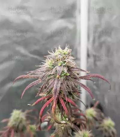 Purple Tropicana Cookies Autoflower feminisierte Samen (Seedkeepers)