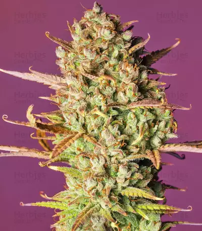 Strawberry Pie Auto Samen feminisiert (Fast Buds)