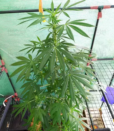 Tropicanna Poison F1 Fast Version feminisiertes Saatgut (Sweet Seeds)