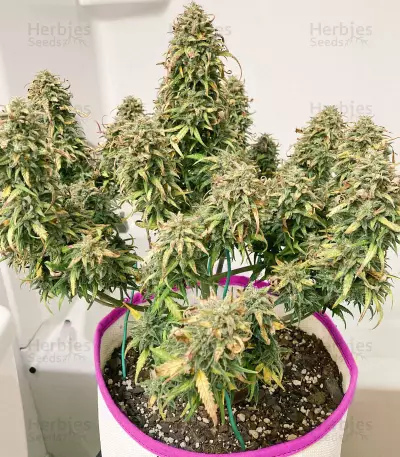 Original Trainwreck Auto Samen feminisiert (Fast Buds)