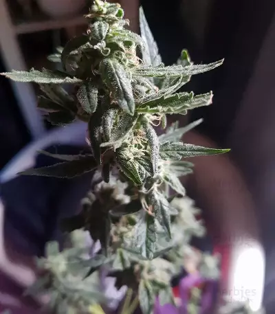 Amphetamine Auto (Cream of the Crop Seeds) Cannabis-Samen