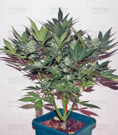 Sweet Skunk Auto (Sweet Seeds) Cannabis-Samen
