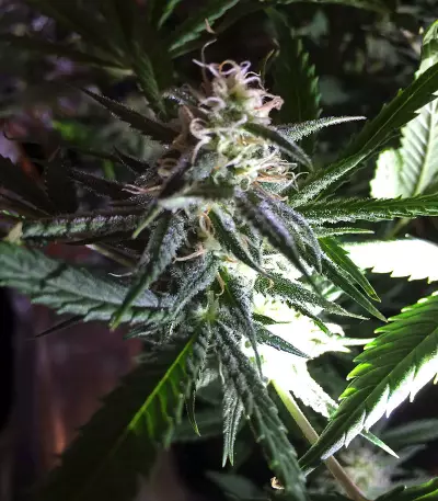 60 Day Lemon Autoflower (DNA Genetics) Cannabis-Samen