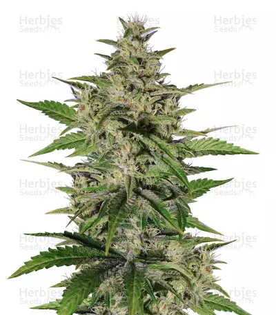 8 Miles High regular (Mandala Seeds) Cannabis-Samen