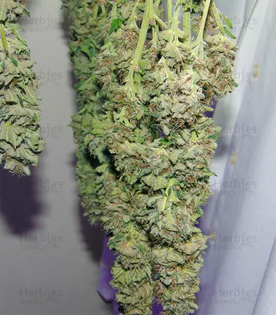Ayahuasca Purple (Barney's Farm) Cannabis-Samen