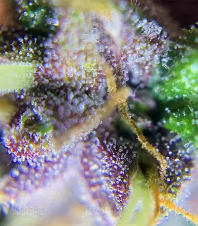 Auto Purple (Original Sensible Seeds) Cannabis-Samen