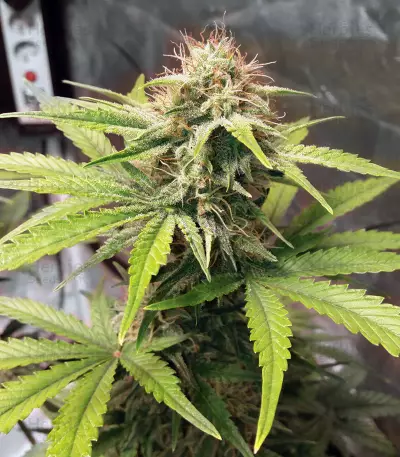 CBD Lemon Potion Auto (Barney's Farm) Cannabis-Samen