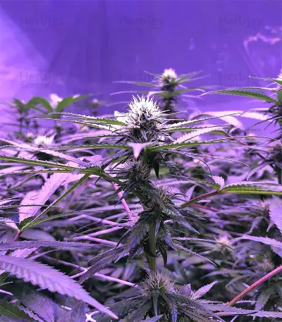 Chem Berry D regular (Dark Horse Genetics) Cannabis-Samen