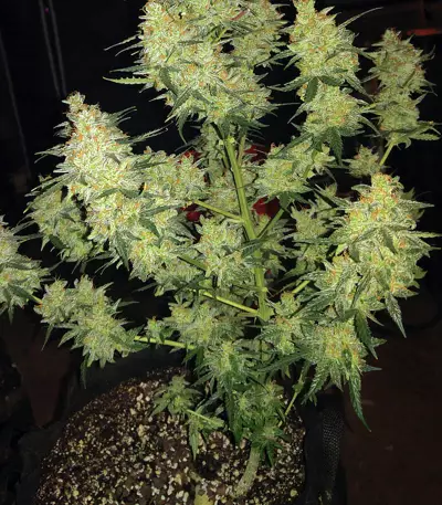 Cherry Bomb Auto (Bomb Seeds) Cannabis-Samen
