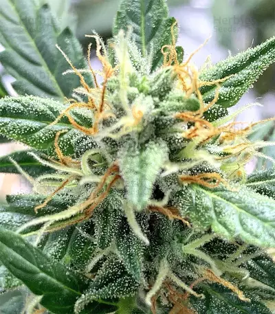 Cookies and Cream Strain
