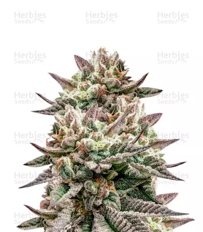 Deadhead OG (Cali Connection Seeds) Cannabis-Samen