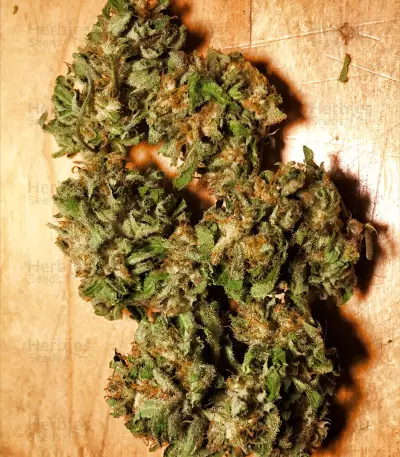 Early Bird Skunk (Sagarmatha Seeds) Cannabis-Samen