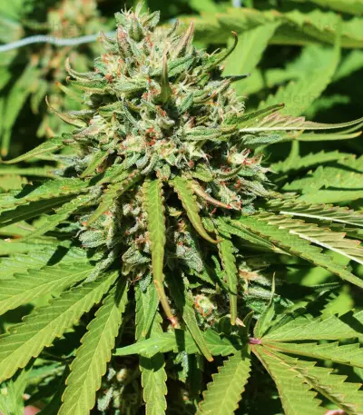 Early Bubba Hash (Ace Seeds) Cannabis-Samen
