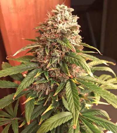 Ese T. Bilbo Auto (Genehtik Seeds) Cannabis-Samen