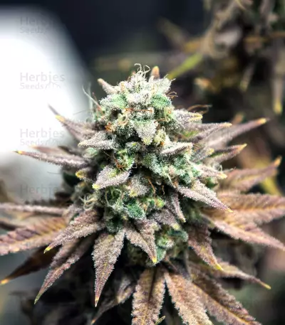 Gelato (Original Sensible Seeds) Cannabis-Samen