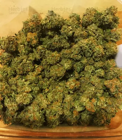 Gelato 33 (Advanced Seeds) Cannabis-Samen