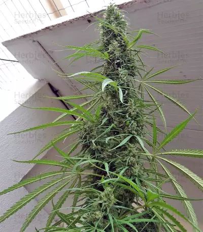 Golden Tiger regular (Ace Seeds) Cannabis-Samen