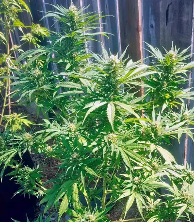 Green Crack (Humboldt Seeds Organization) Cannabis-Samen