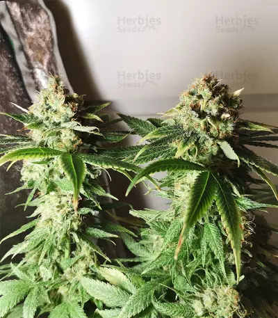 Kritikal Bilbo CBD (Genehtik Seeds) Cannabis-Samen