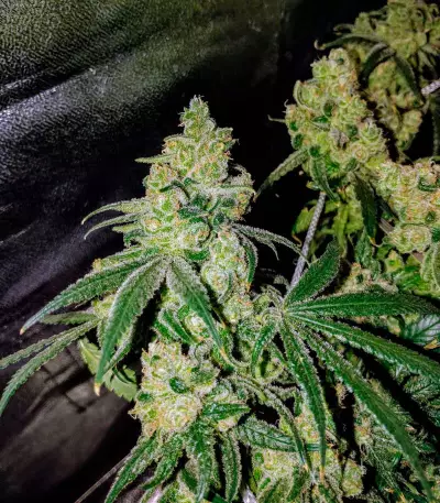 Laughing Buddha feminisierte Samen (Barney’s Farm)