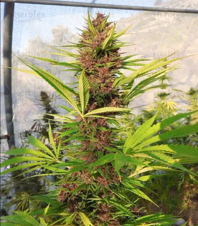 Malawi x PCK (Ace Seeds) Cannabis-Samen