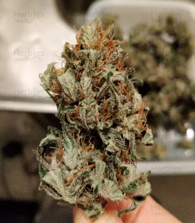Mandarin Haze Auto (Ministry Of Cannabis) Cannabis-Samen