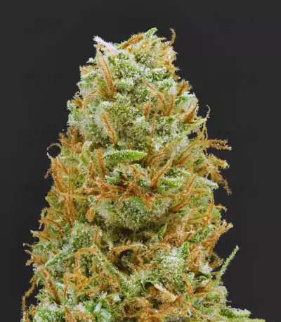 Mango Haze Regular (Mr. Nice Seedbank) Cannabis-Samen