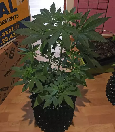 Master Kush (White Label) Cannabis-Samen