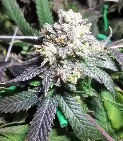 Sherbet (Seedstockers) Cannabis-Samen
