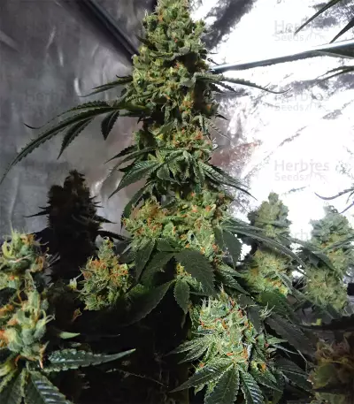 Sour Tangie (Reserva Privada) Cannabis-Samen